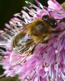 Bees in my garden